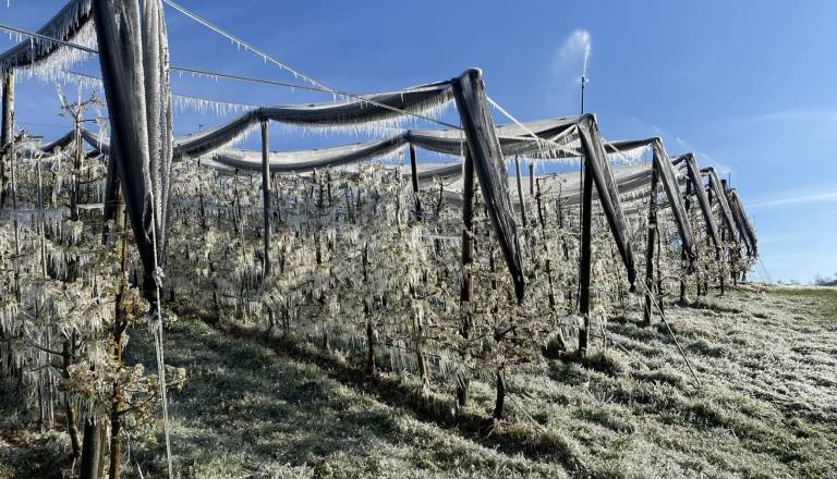 Ohladitev in sneg do nižin: Prihaja pozeba, ki lahko poškoduje pridelke