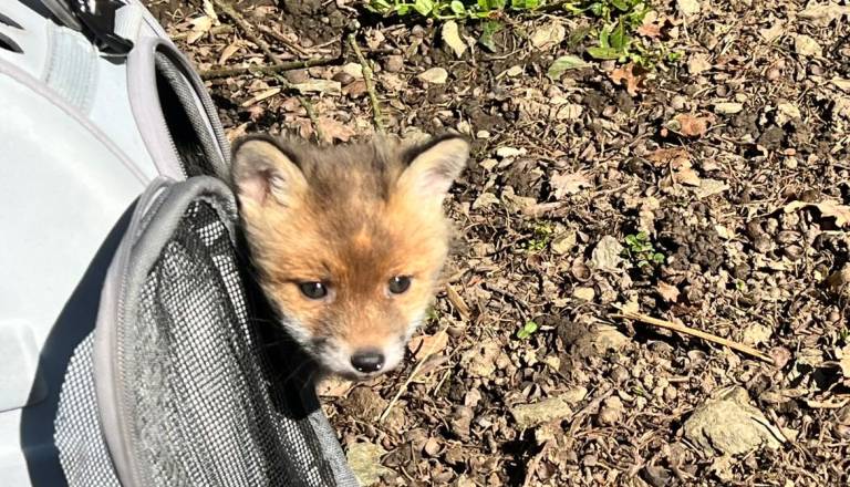 Majhen korak za lisjaka najdenega na Ptuju, velik napredek v okrevanju