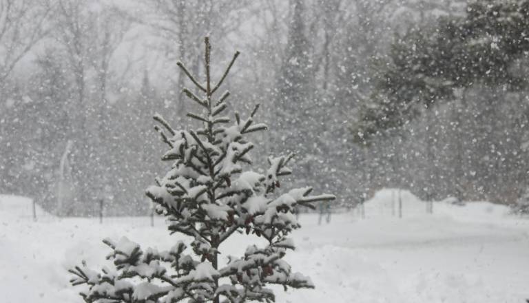 Pozor! Zima še ni rekla zadnje, taka bo jutri meja sneženja