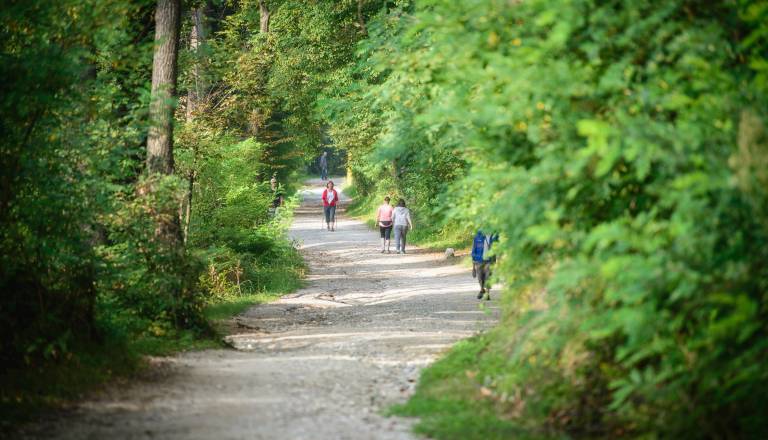 Skrivna gozdna pot nad ruševino Bellevue bo rešila Celovško pred poplavami, stala bo 300 tisoč evrov
