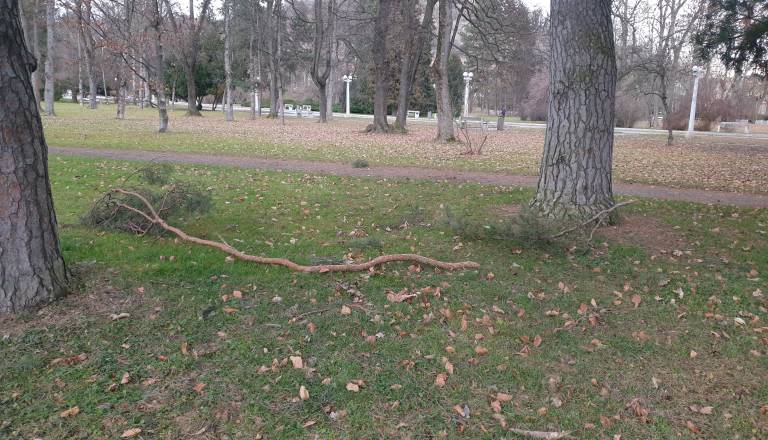 Pozor! Sprožen bo SI-Alarm: Sunki vetra do 140 kilometrov na uro, grozijo vetrolomi