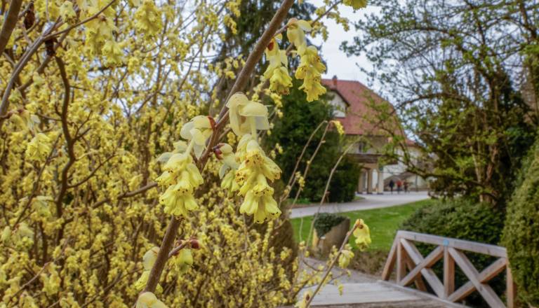 Arboretum Volčji Potok danes zaprt zaradi nevarnosti padanja dreves