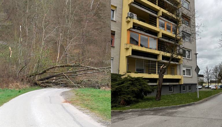 Vetrolom v Pomurju že povzroča težave, podrto drevo zaprlo promet