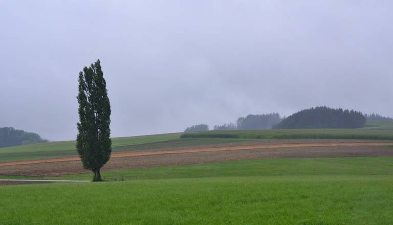 Močan veter do 140 km/h lahko povzroči vetrolome in škodo, sprožen bo tudi sistem SI-Alarm