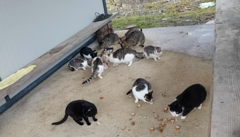 Kočevje opozarja na resen problem: »Zavetišča za živali nočejo več podpisovati pogodb«