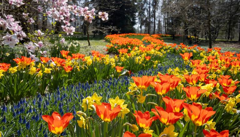 Veter zaprl priljubljen park, Arboretum Volčji Potok nedostopen
