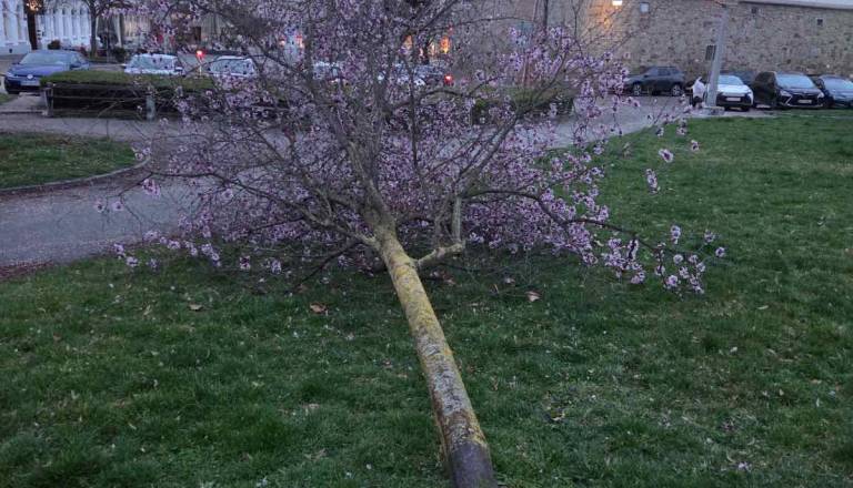 Nigrad opozarja: V Mariboru velika nevarnost padanja dreves, izogibajte se parkom