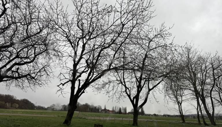 So želeli izkoristiti veter? V Mariboru prijavili drevo za posek, a poškodb ni bilo