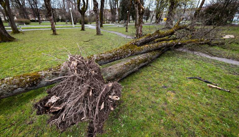 FOTO: Močan veter v Mariboru ruva drevesa, nekatere šole zaradi izrednih razmer zaprte