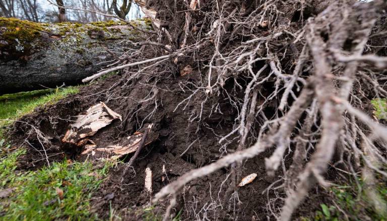 Veter po državi za seboj pustil razdejanje, zabeležili več kot 800 intervencij