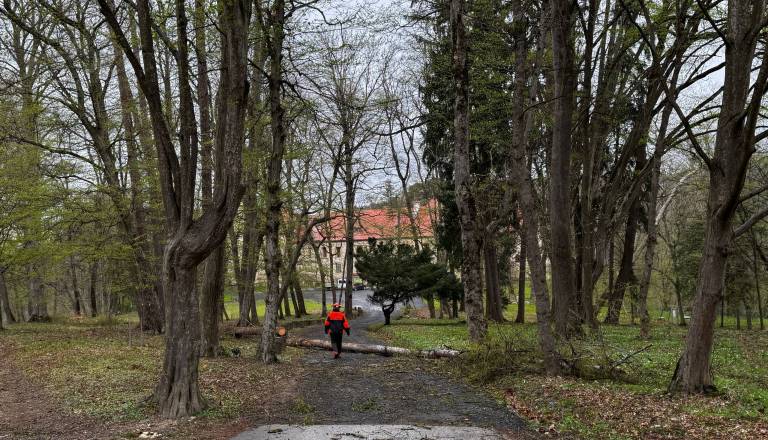 FOTO: Veter poškodoval javno razsvetljavo in semafor, gibanje v parkih prepovedano