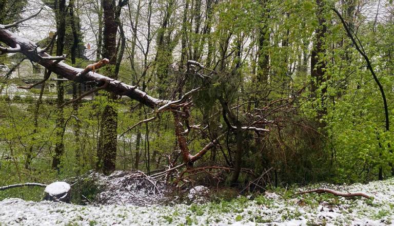 Vetrolom pustošil tudi na Štajerskem. Gregorčič: Gre za dogodek, ki se zgodi enkrat na deset let