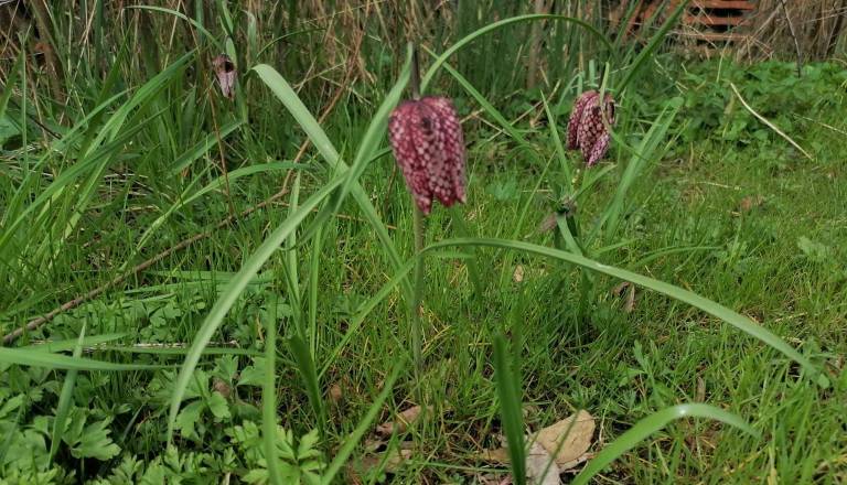 Zacvetela je redka in zaščitena lepota mokrišč