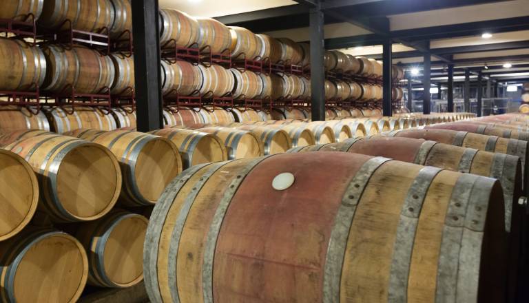 Proizvodnja vina lani občutno nižja, prevladujejo bela vina