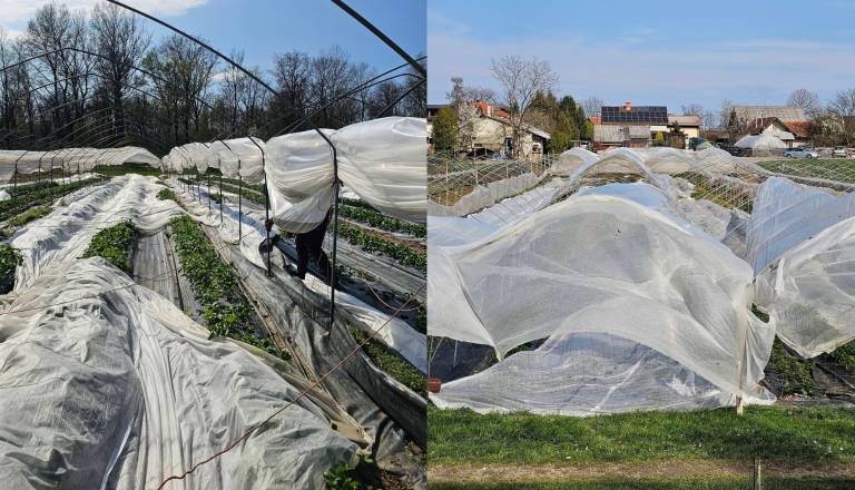Ko narava pokaže zobe: Veter poškodoval nasad jagod v Prekmurju