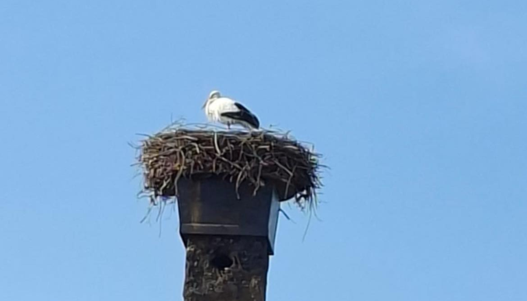 Štorklja se je vrnila na dimnik priljubljene prekmurske gostilne