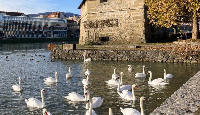 Mariborska občina: Labodi na Dravi niso atrakcija, ampak divje živali