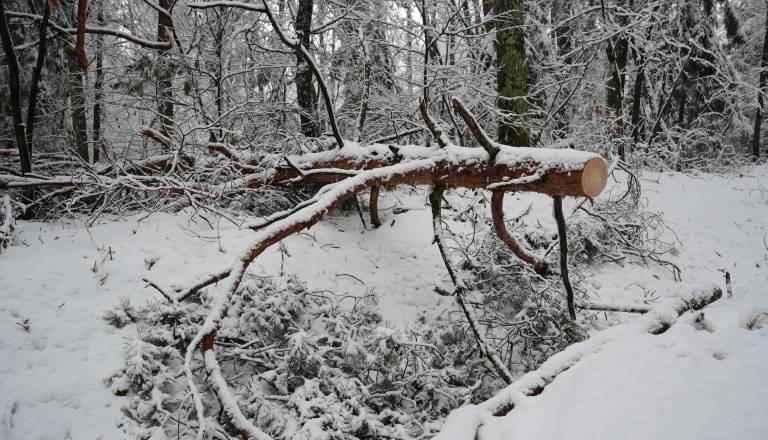Po snežni ujmi v Pomurju uničenih več deset tisoč kubikov lesa, grozi še napad podlubnikov