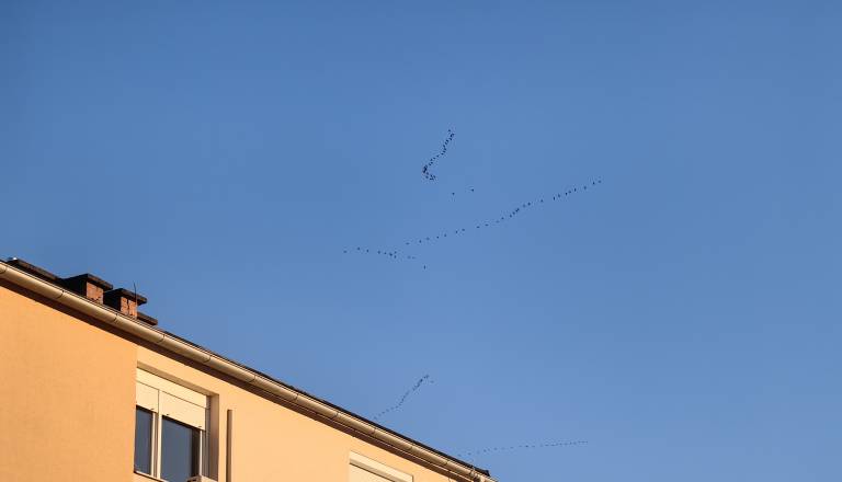 FOTO in VIDEO: Najprej jih slišiš, nato še vidiš