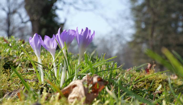 FOTO: Mestni park v vijoličnih odtenkih prebujanja