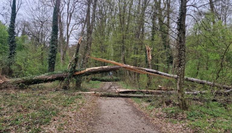 Štorklje že postavile gnezda, vetrolom prizadel Slovenijo. Preverili smo, kakšne posledice je pustil za ptice