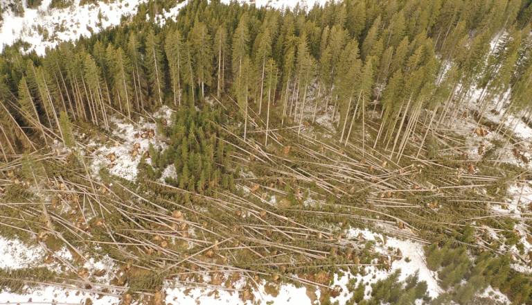 Zavod za gozdove razkriva šokantne številke: Vetrolom poškodoval vsaj 200.000 kubičnih metrov lesa