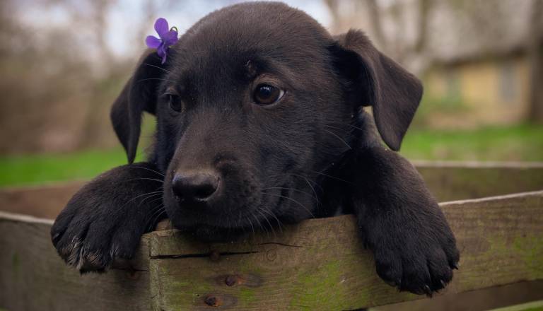 Pismo iz Škofje Loke, ki je ganilo Zavetišče Horjul