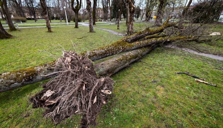 Vetrolom razdejal gozdove, kakšno je stanje na Dolenjskem?