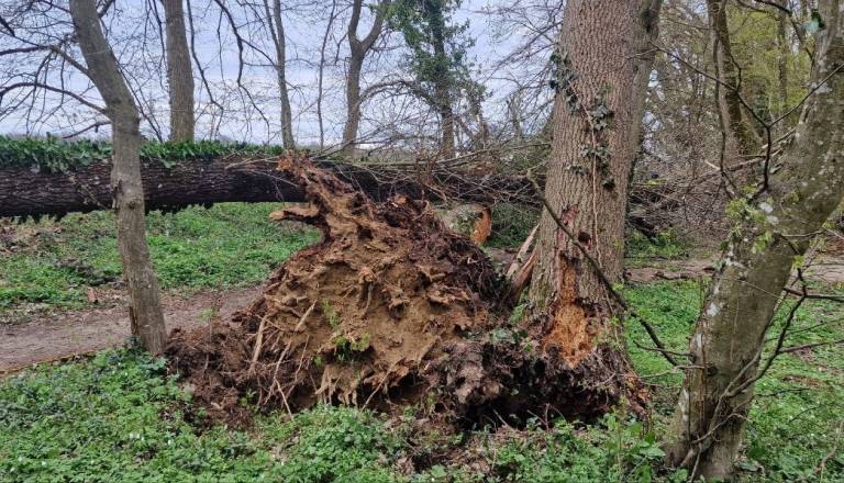 Občina opozarja: Preverite stanje poškodovanih dreves in jih odstranite