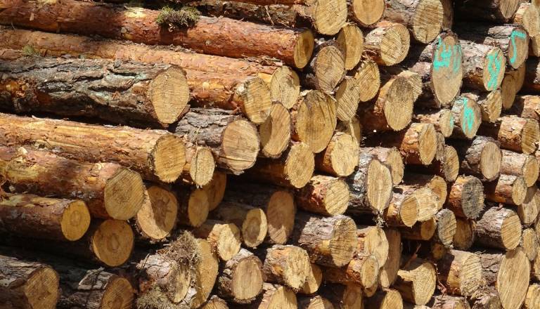Občina prodaja več kot 40 kubičnih metrov lesa: Cena vas lahko preseneti