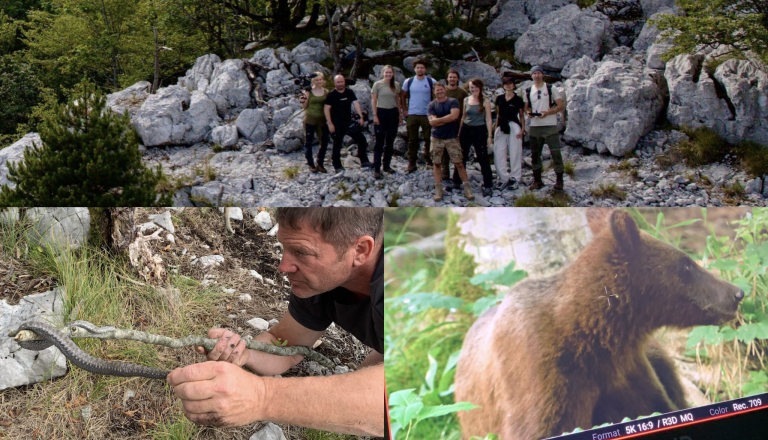 FOTO in VIDEO: Kočevski gozdovi v svetovno znani oddaji, poglejte, kaj vse so ujele kamere BBC-ja