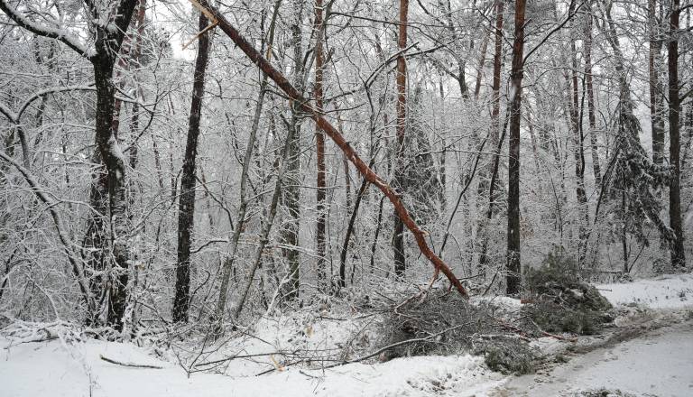 Snegolom v Pomurju, na Goričkem poškodovanih do 20 tisoč kubičnih metrov lesa