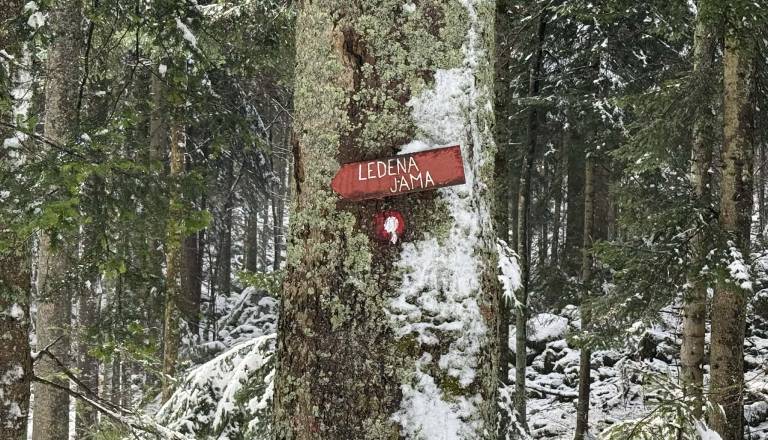 Po Sloveniji nastaja deset gozdnih učilnic, ena bo tudi na Dolenjskem
