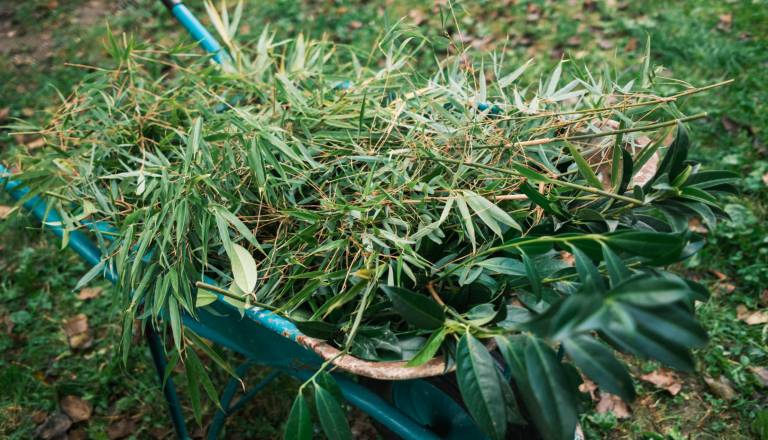 V Kranju predstavili prvi semafor invazivnosti okrasnih rastlin, katere rastline so na črnem seznamu?