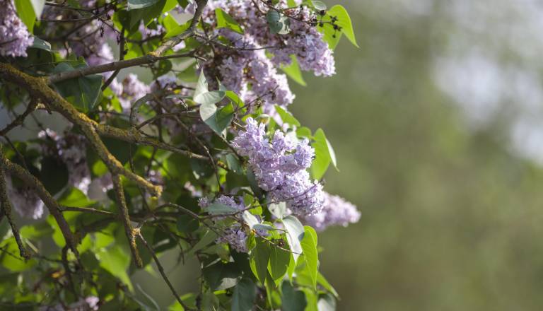 Imate na domačem vrtu katero od teh priljubljenih rastlin? Preverite, zakaj so se znašle na črnem seznamu