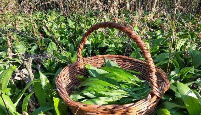 Sezona čemaža je tu, a previdno pri nabiranju