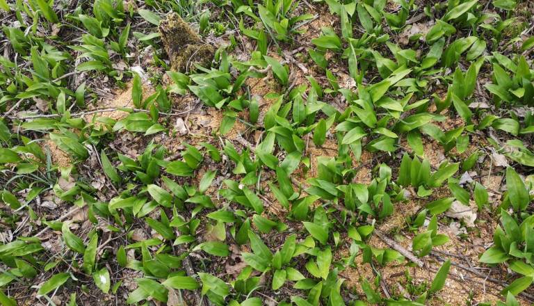 V gozdu že diši po čemažu, a previdno pri nabiranju