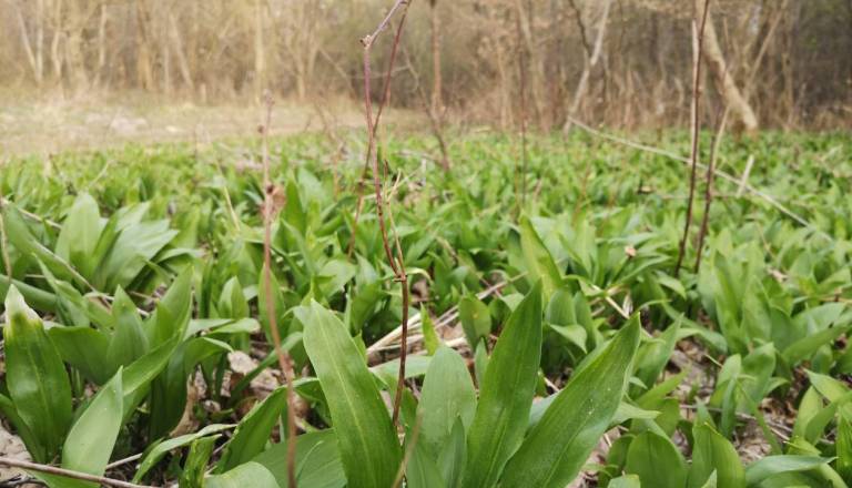 Imate radi čemaž? Na to morate biti pozorni pri nabiranju