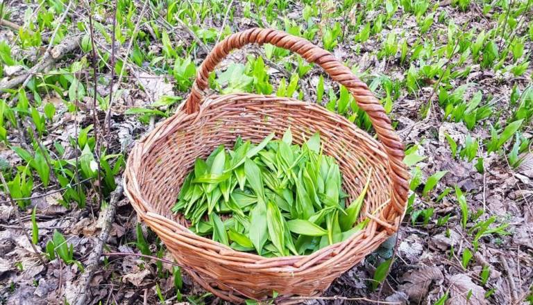Čemaž: Spomladanski zaklad slovenskih gozdov, ki ga mnogi že nabirajo