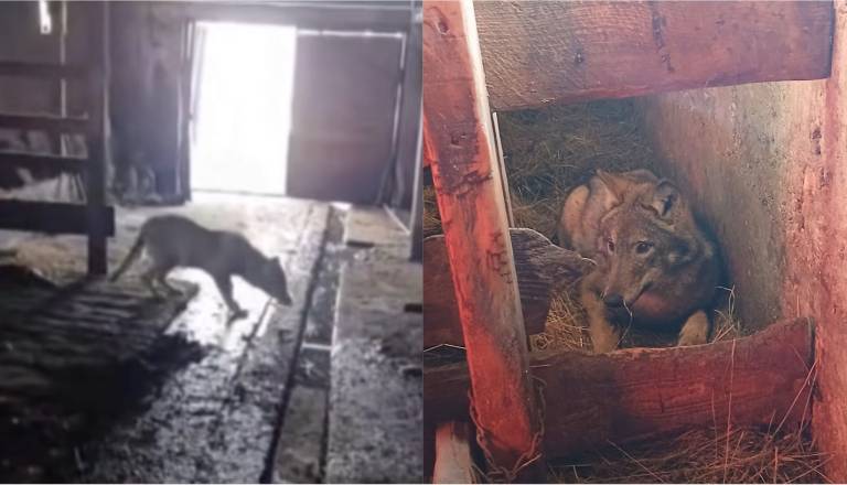 »Rekli bi, da lažem!« Kmet posnel volka, ki je zaspal med telički in kravami