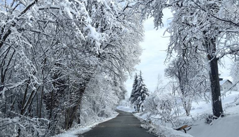 Lastnike gozdov na Goričkem pozivajo k odstranitvi podrtega drevja po snegolomu