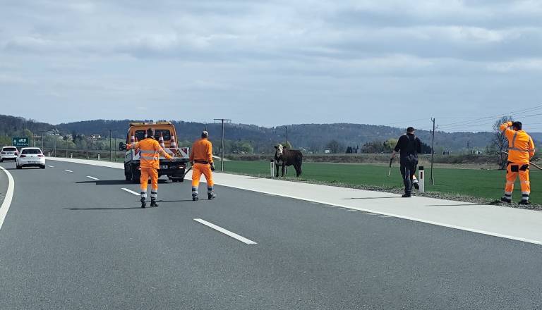 Na pomurski avtocesti promet ovira … krava