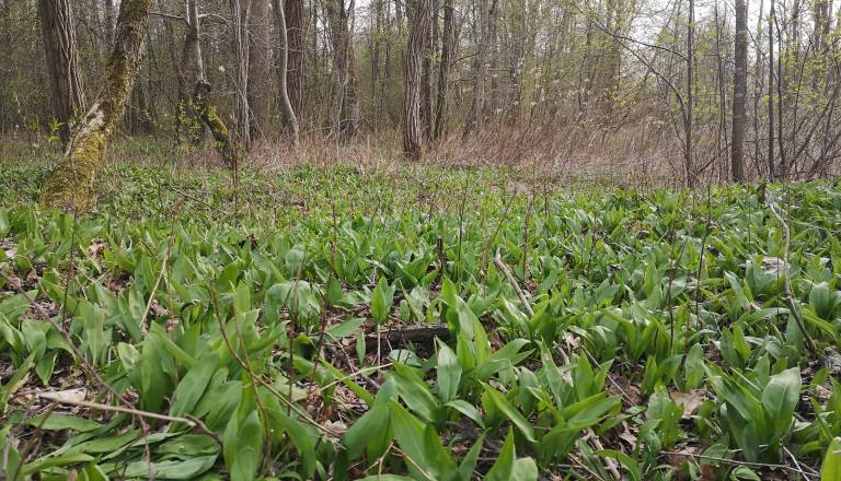 Usodna napaka pri nabiranju čemaža: Dve osebi umrli zaradi zamenjave