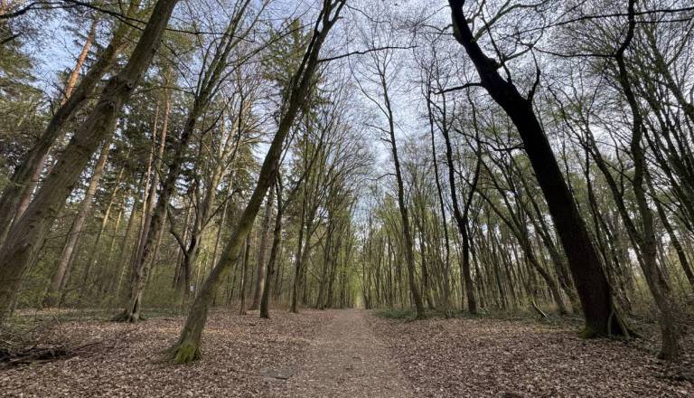 Močan veter na zahodu države odkrival strehe in podiral drevesa