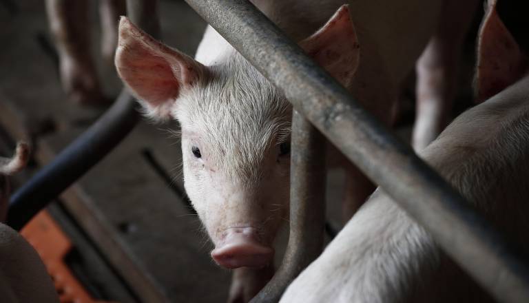 Prevara na slovenskih policah? Svinjina označena kot slovenska, a v 80 odstotkih tujega izvora