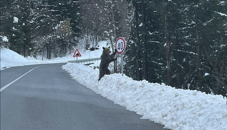 FOTO: Mimoidoča ujela medveda, ki ‘popravlja’ prometni znak