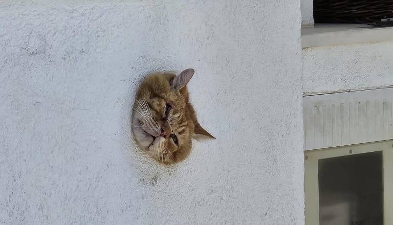 Joj, muc, kaj si počel? Konec dober, vse dobro!