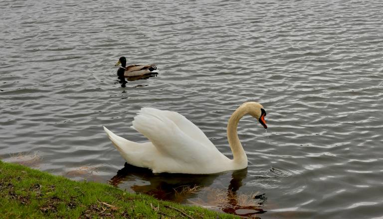 Ljubljančani zgroženi: V ljubljanskem Tivoliju naj bi moški brcnil laboda