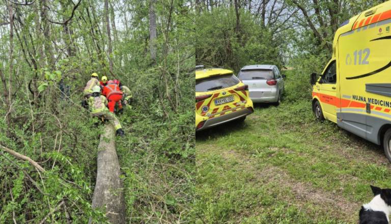 Pri podiranju drevesa v Vihrah poškodovan občan, posredovali gasilci