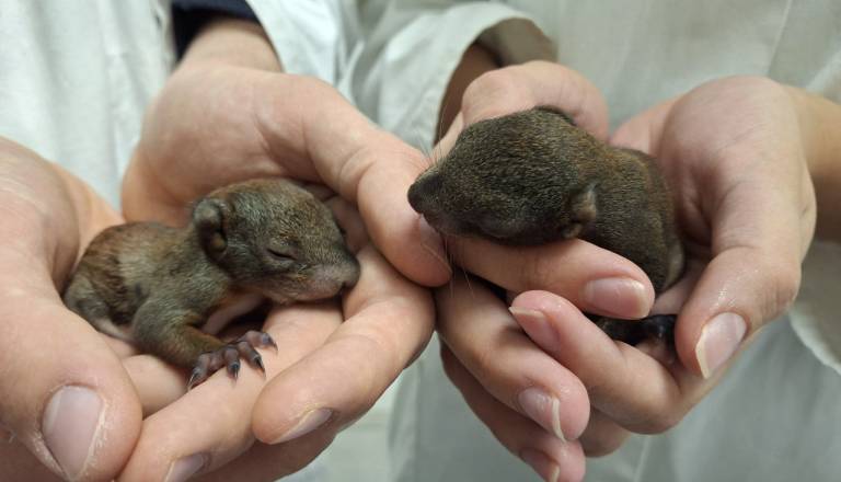 Po padcu drevesa rešili dve mladi veverici: Gabrijel in Maša zdaj v varni oskrbi